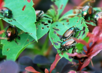 Japanese beetles eating plant foliage