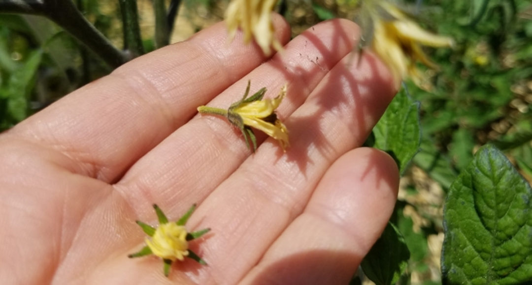 hand holding flowers falling off tomato plant