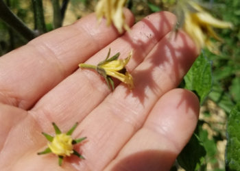 hand holding flowers falling off tomato plant