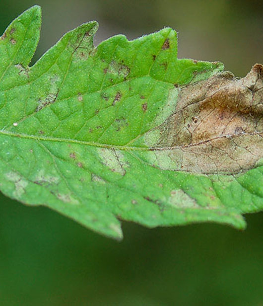 tomato leaf with late blight