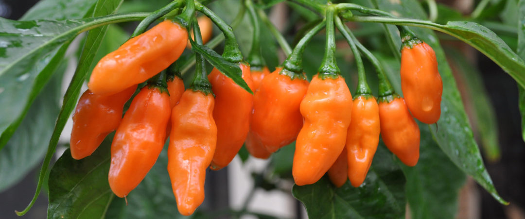 habanero peppers growing on a pepper plant