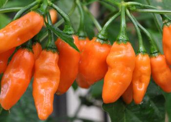 habanero peppers growing on a pepper plant