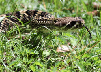rattlesnake in the grass