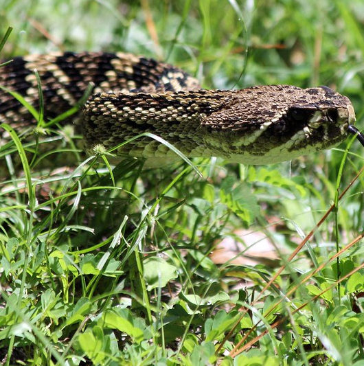 rattlesnake in the grass