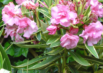 Oleander plants in the garden