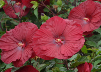 how to overwinter hardy hibiscus