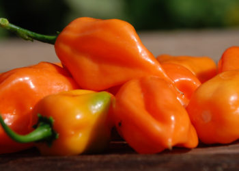 how to harvest habanero peppers