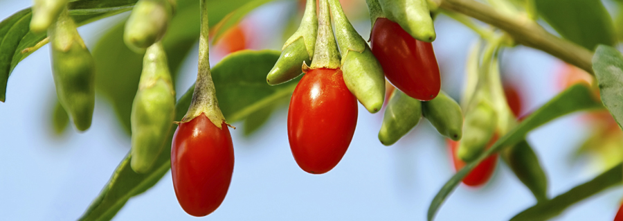 How to grow goji berry plants in your garden