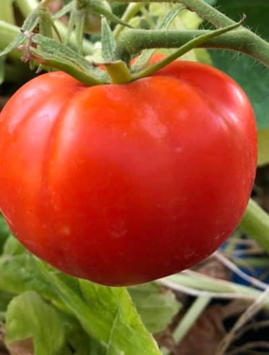 better boy tomato, one of the best gardening tomatoes