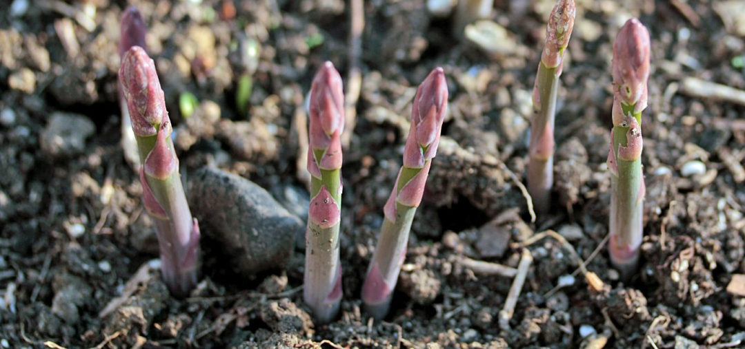 tips for harvesting asparagus