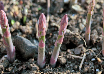 tips for harvesting asparagus