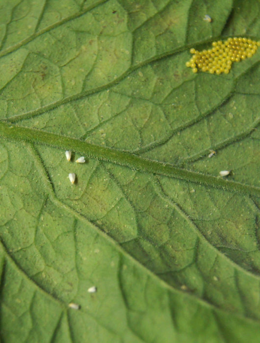 whiteflies and their eggs