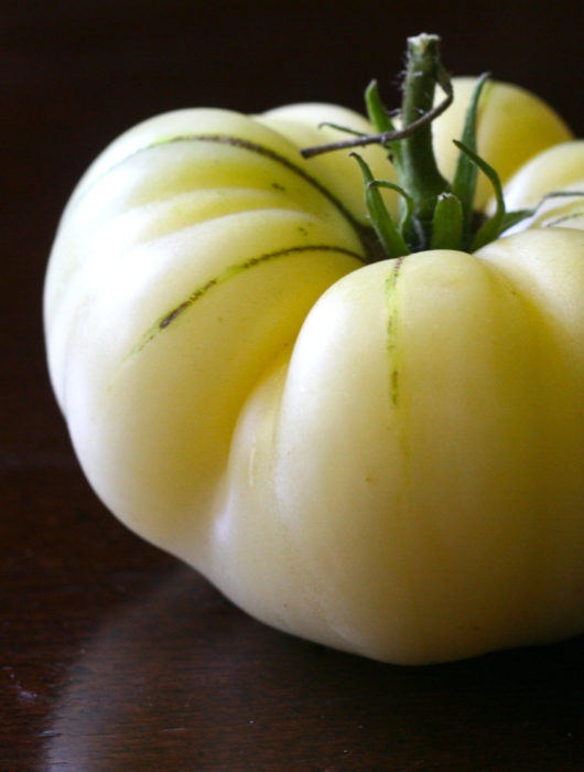 the great white tomato