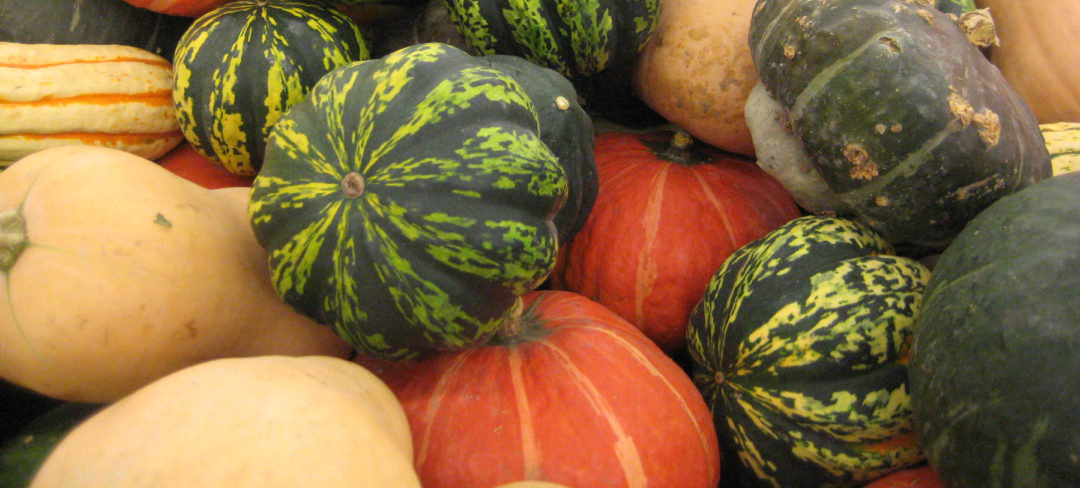 how are summer and winter squash different