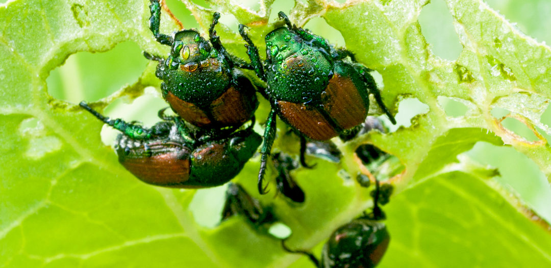 japanese beetles eating a plant leaf