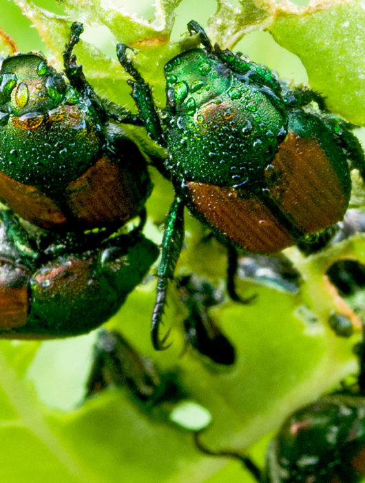 japanese beetles eating a plant leaf