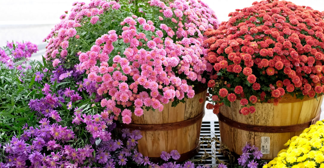 tips for choosing the correct chrysanthemum