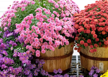 tips for choosing the correct chrysanthemum