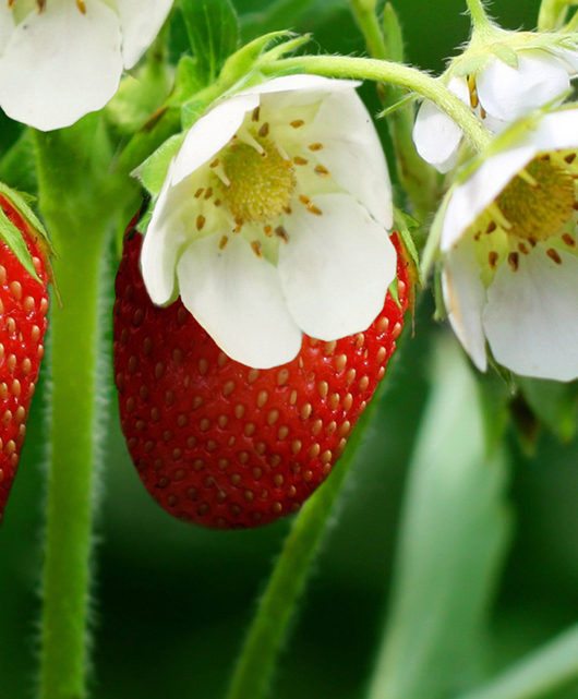 strawberry plant