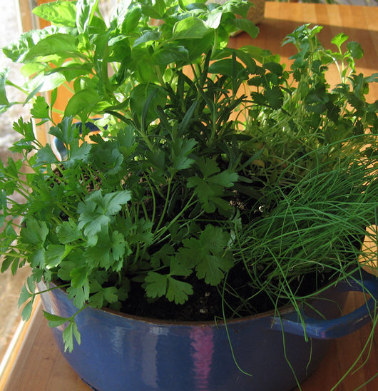 Growing herbs indoors during the winter