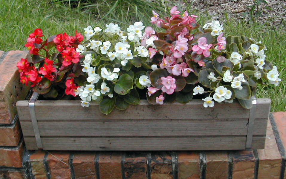 easy care instructions for growing begonias