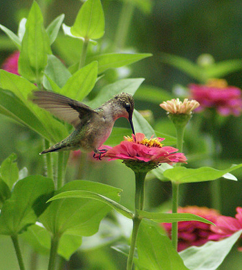 A hummingbird feeding on some flowers