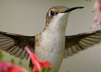How to grow plants that attract hummingbirds