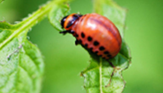 the best way to naturally get rid of bugs