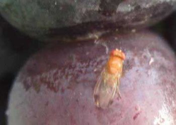 How to control the Spotted Wing Drosophila