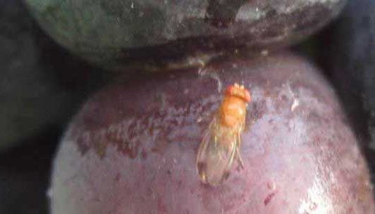 How to control the Spotted Wing Drosophila