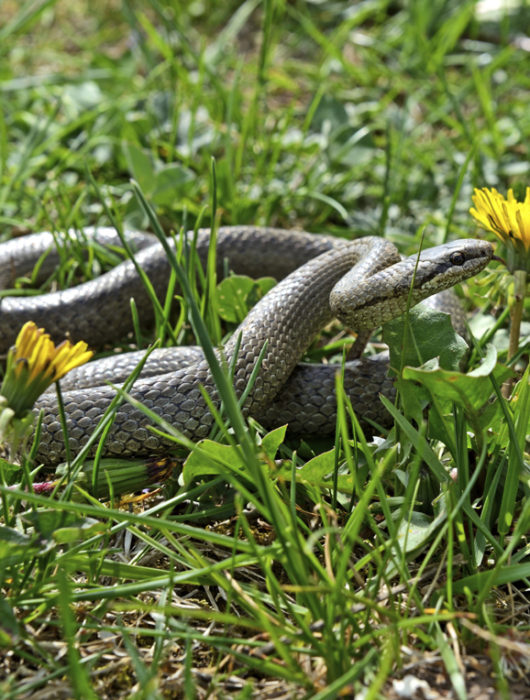 snake slithering through the grass