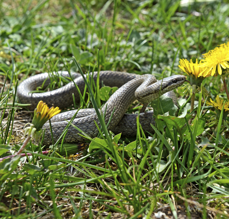 snake slithering through the grass