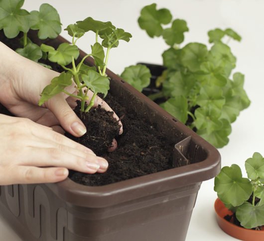 How to grow geranium plants from seed