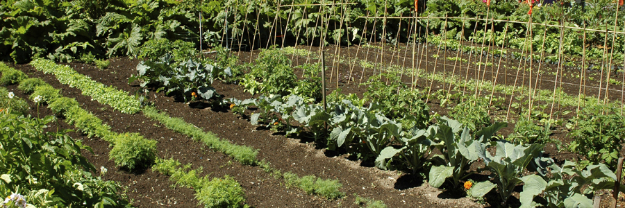 Learn how to grow a vegetable garden
