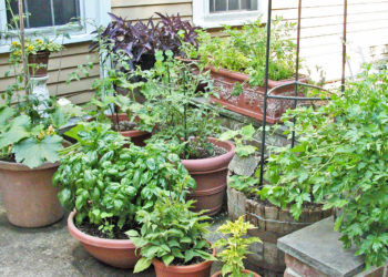 Growing vegetables in patio containers