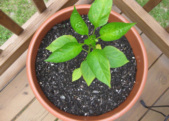 pepper plant growing in a container