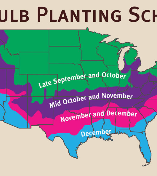Planting schedule for fall planted flowering bulbs