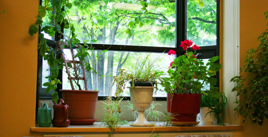 bringing plants indoors to grow during the winter