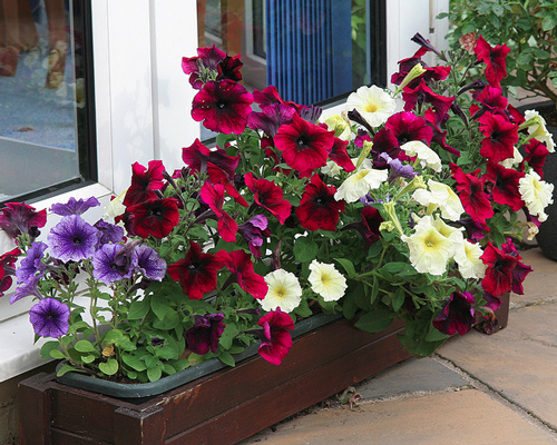 Petunias growing in a patio container