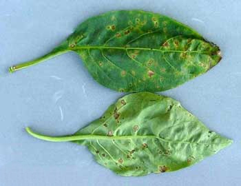 Pepper plant leaves that are diseased