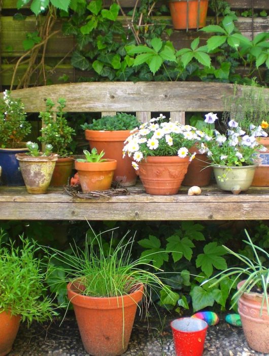 plants and flowers in containers