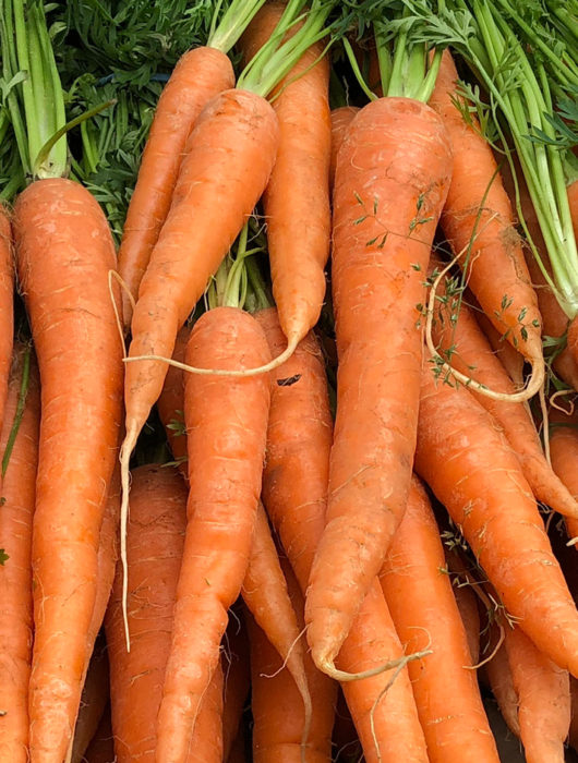 How to care for fall harvested carrots