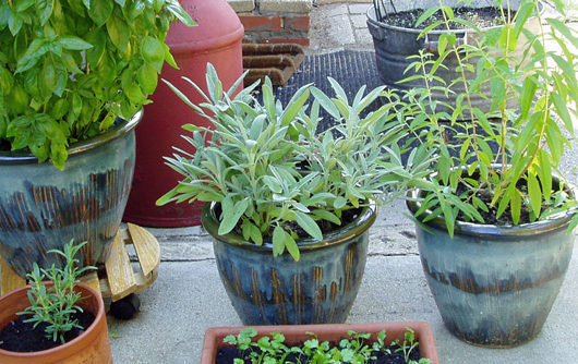 Top 10 herbs for containers