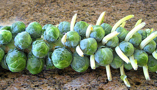 harvested brussels sprouts