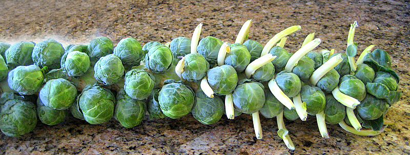 harvested brussels sprouts