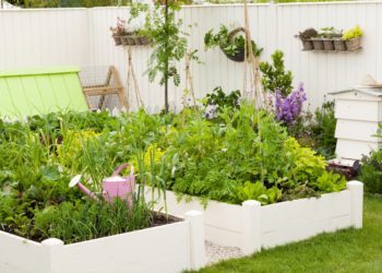 growing vegetables in raised beds