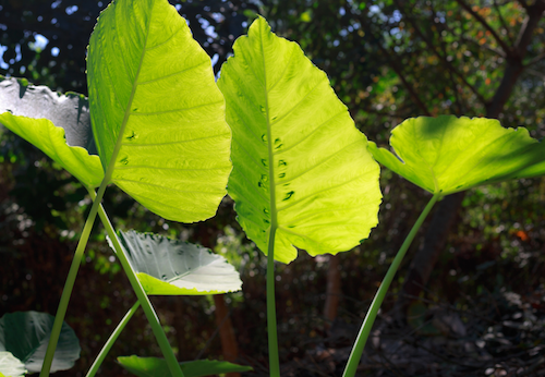 how to grow colocasia plants