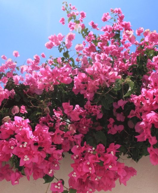 how to grow bougainvillea