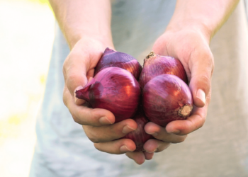 harvesting_onions