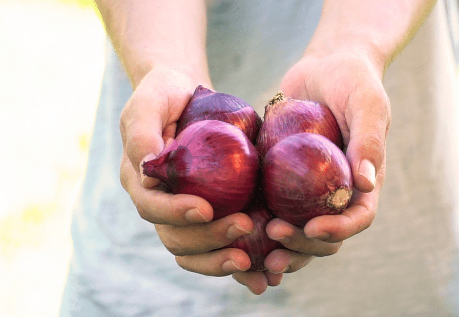 harvesting_onions